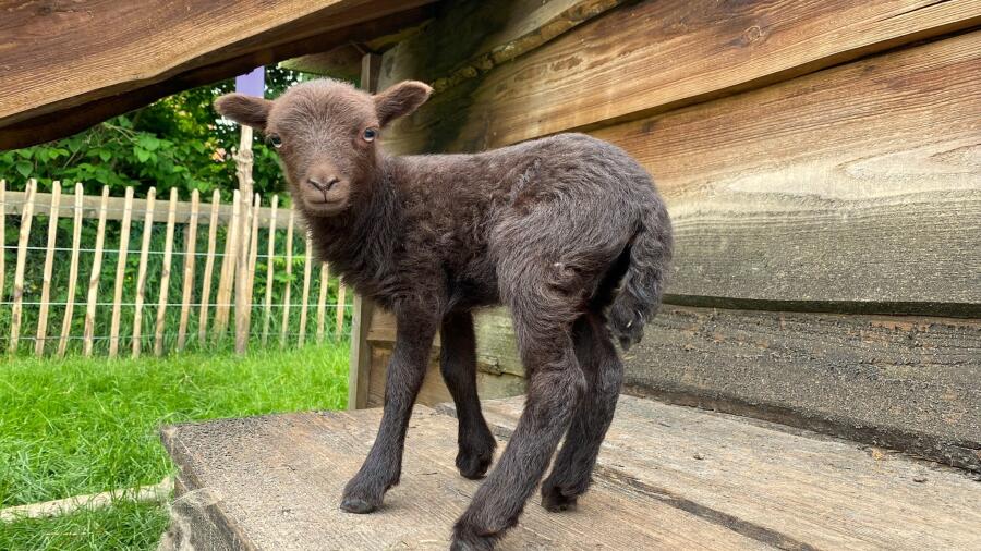 Dierenschuur tekstbord 2
