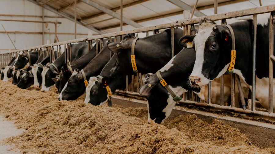 MirjanVaartjesFotografie websiteMaargieshoeve 125verkl