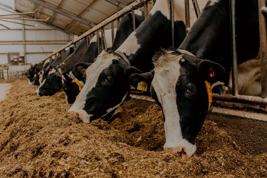 MirjanVaartjesFotografie websiteMaargieshoeve 126